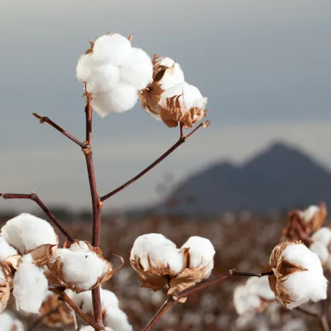 Cotton-Jamdani